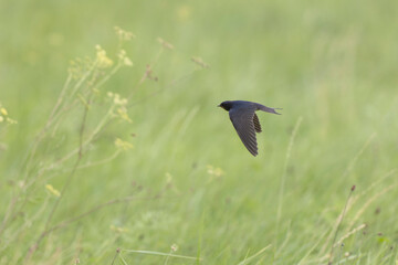 Barn Swallow Hirundo rustica in flight or perched