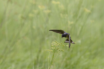 Barn Swallow Hirundo rustica in flight or perched