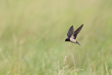 Barn Swallow Hirundo rustica in flight or perched