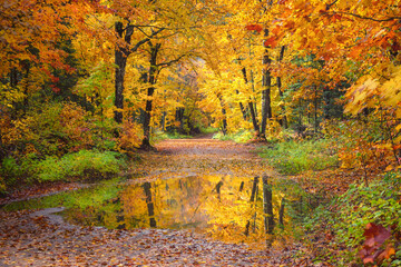 autumn in the forest