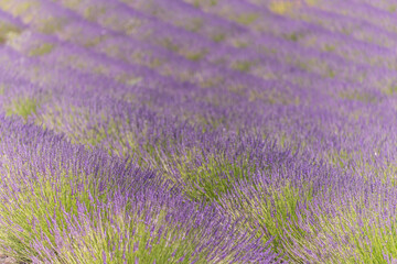 Lavender fields in bloom in Provence. Lavender scent in the Proven&ccedil;al Dr&ocirc;me.
