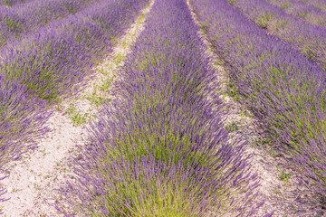 Obraz na płótnie Canvas Lavender fields in bloom in Provence. Lavender scent in the Provençal Drôme.