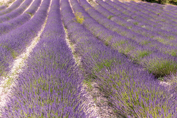 Naklejka na ściany i meble Lavender fields in bloom in Provence. Lavender scent in the Provençal Drôme.