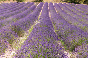 Naklejka na ściany i meble Lavender fields in bloom in Provence. Lavender scent in the Provençal Drôme.