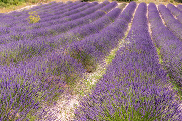 Fototapeta na wymiar Lavender fields in bloom in Provence. Lavender scent in the Provençal Drôme.