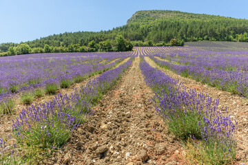 Fototapeta premium Lavender fields in bloom in Provence. Lavender scent in the Provençal Drôme.