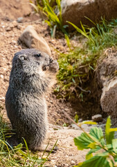 Portrait of a cute young groundhog, marmota, on a sunny summer day