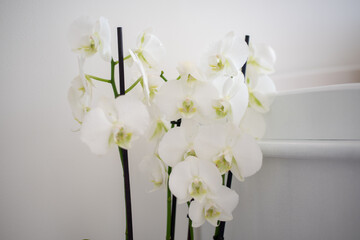 detalle de unas flores de Orquidea blancas con fondo blanco 