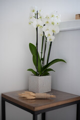 Una mesita con un orquídea blanca y un adorno de espigas