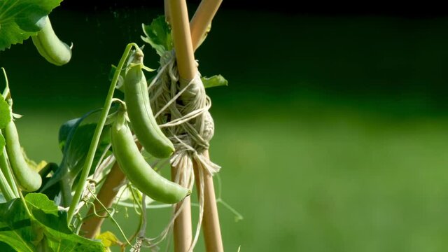 Sugar snap peas in the garden in County Donegal - Ireland