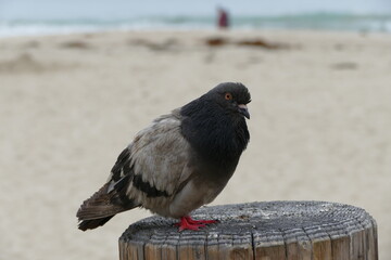 plump pigeon posing on a post 