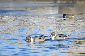 A pair of northern pintail ducks enjoying a beautiful winter's day on the waters of Willow Lake, in Prescott, Arizona.