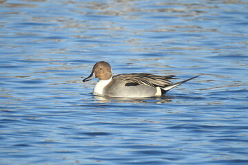 A northern pintail duck enjoying a beautiful winter's day on the waters of Willow Lake, in Prescott, Arizona.