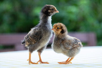 Two cute little chickens