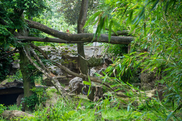 Snapshot from the The Aktiengesellschaft Cologne Zoological Garden in Cologne, VIEW OF TREES IN FOREST