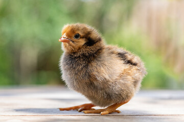 Cute little chicken portrait