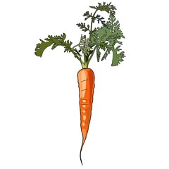 carrots with leaves. illustration of isolated carrots on a white background.