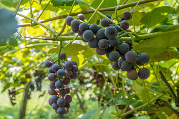 Grapes on a vine