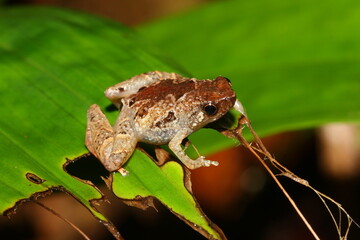Bornean Chorus Frog (Microhyla nepenthicola - Microhyla borneensis) ina natural habitat in Kubah National park (Sarawak, Borneo, Malaysia)