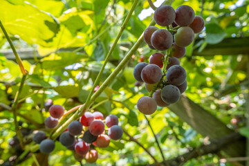 Grapes on a vine
