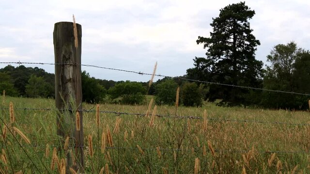 Pasture grass and foxtails sway in the breeze by a rugged wooden fence post