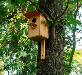 Birdhouse on a tree, in the warm season, in the forest