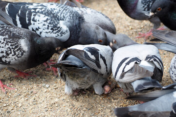 several gray pigeons are eating on the ground in the grain park