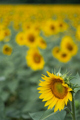 Yellow sunflowers in bloom on a large field rural landscape close up still