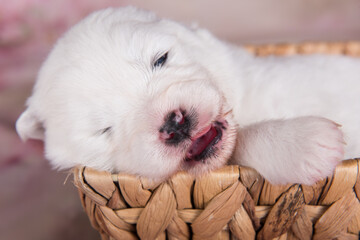 White fluffy small Samoyed puppy dog in the basket