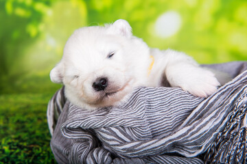 White small Samoyed puppy dog on green grass background