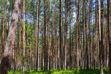 Pine trees in a forest in northern Russia on a sunny summer day. Coniferous forests of the middle...