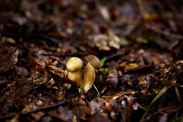 White mushrooms in the woods, on a background of leaves, bright sunlight. Boletus. Mushroom