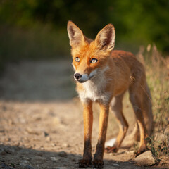 Close up of a red fox Vulpes vulpes