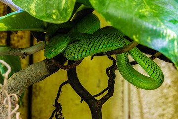 Weißlippen Bambusotter