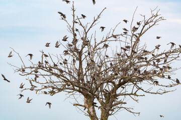 FLock of birds. Birds in the wild