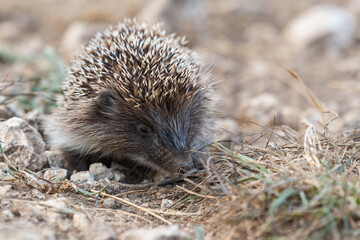 European hedgehog, Erinaceus europaeus in its natural habitat © Tatiana