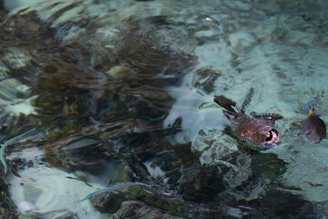Spotted tropical fish with teeth. Half under water