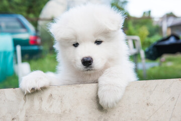 White fluffy Samoyed puppy peeking out from the fence