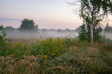 at dawn after the rain