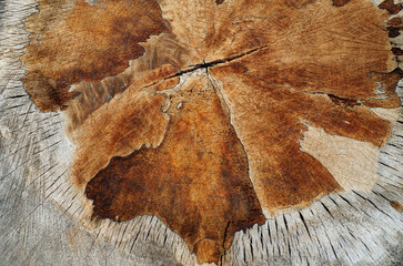 Texture background recently cut Willow tree stump close up 