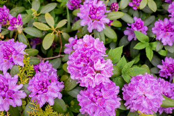 Fototapeta premium Big azalea or rhododendron in garden. Season of flowering azaleas at botanical garden.plant in a sunny spring park, beautiful outdoor floral background