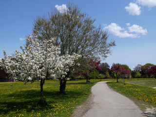 Spring landscape with blooming trees