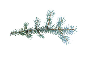 blue spruce twig, isolated on white background