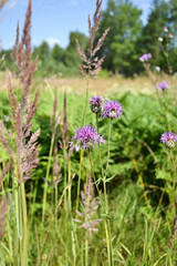 Thistle close-up, meadow flowers on a sunny day.