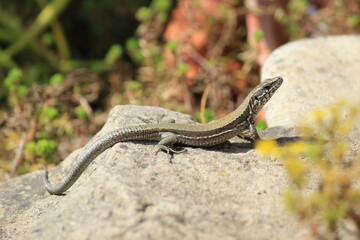 Podarcis Muralis
