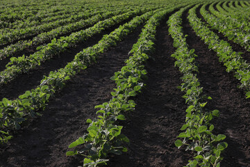 Fototapeta na wymiar Agriculture, green cultivated soybean plants in field, late spring or early summer
