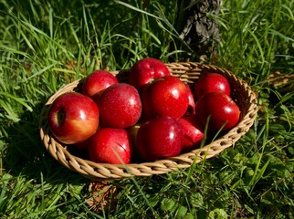 ripe red apples in a wicker basket on the grass