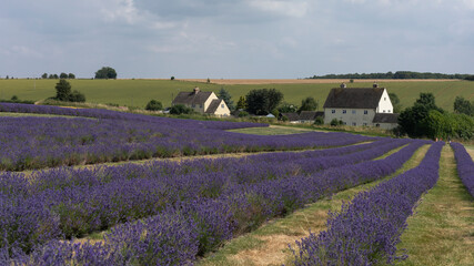 Fototapeta na wymiar View of houses across a Lavender field