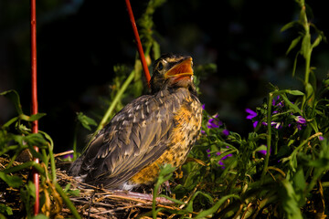 Baby Robin Chicks in a nest in our flower planter.  Robins getting big and ready to leave the nest on our porch in Windsor in Broome County in Upstate NY.