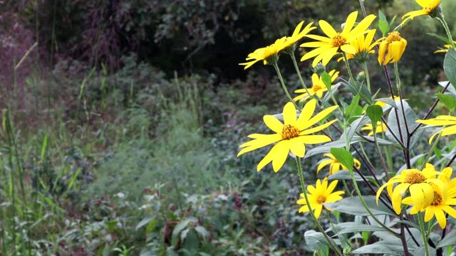 The vivid yellow flowers of the sunchoke or Jerusalem Artichoke plant